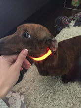 Load image into Gallery viewer, Led Powered Dog Collar
